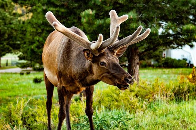 elk in estes park, elk in colorado, taharaa mountain lodge, colorado elk